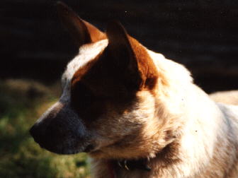 Briarmoor's Flash and Bang BEAR-Normal -- Shifty